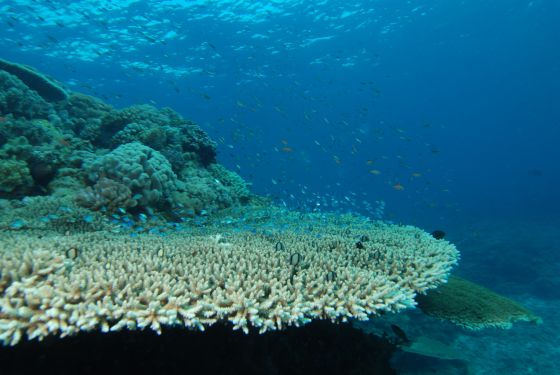 Acropora koraal
