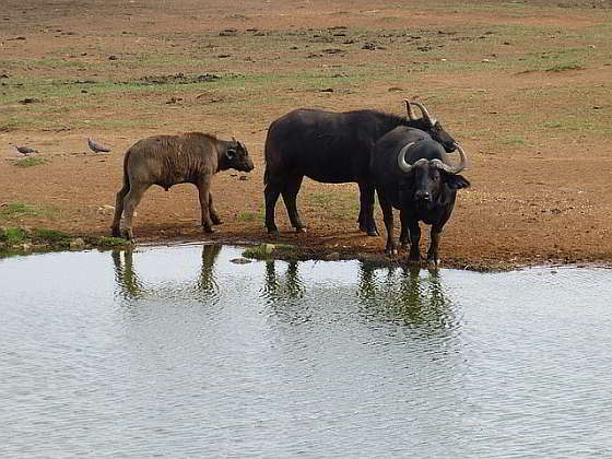 Afrikaanse buffel - Amerikaanse trofeejacht