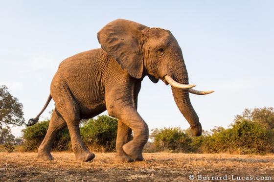 olifantenpopulatie