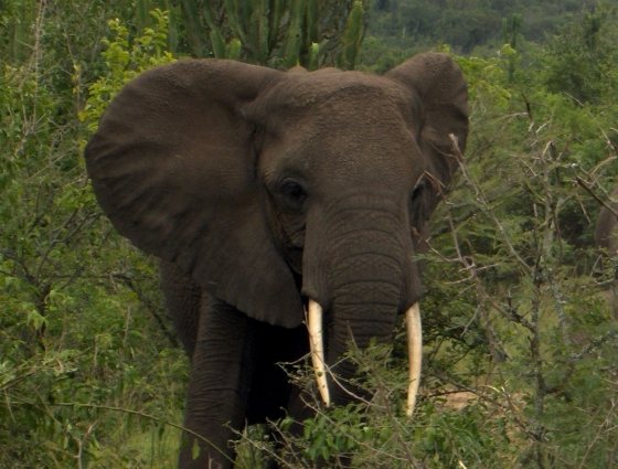 Afrikaanse olifant - Thailand