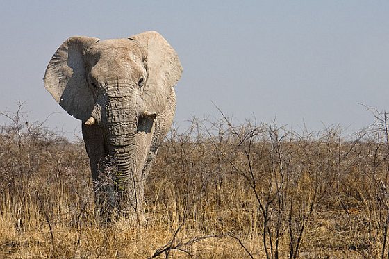 Afrikaanse olifant trofeejager