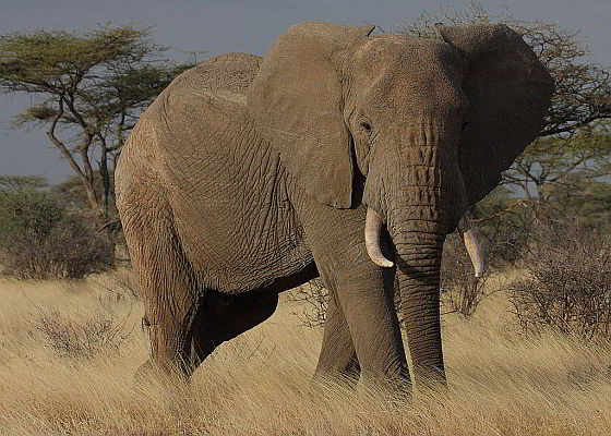 Afrikaanse olifant - smokkelaarsbende