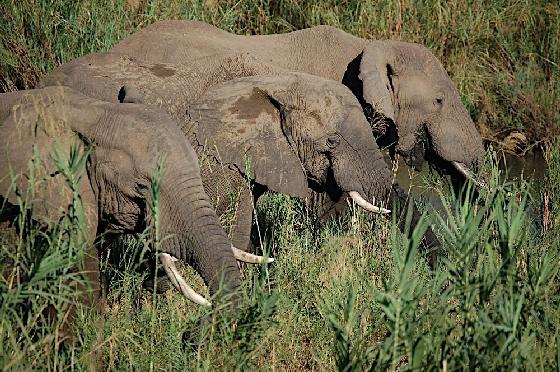 achteruitgang Afrikaanse olifanten