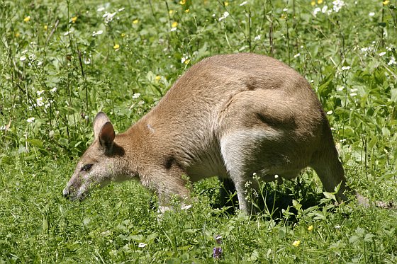 Agile wallaby - exotische dieren