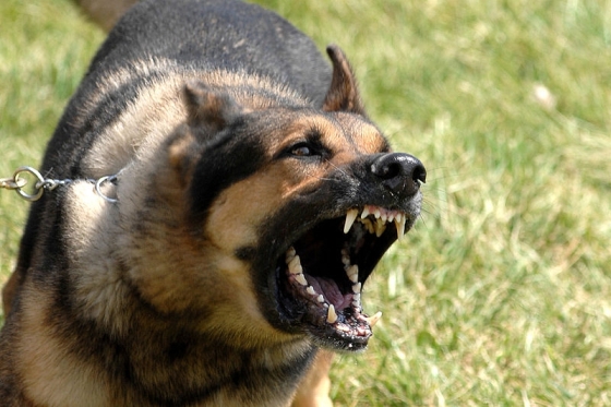 agressieve hond