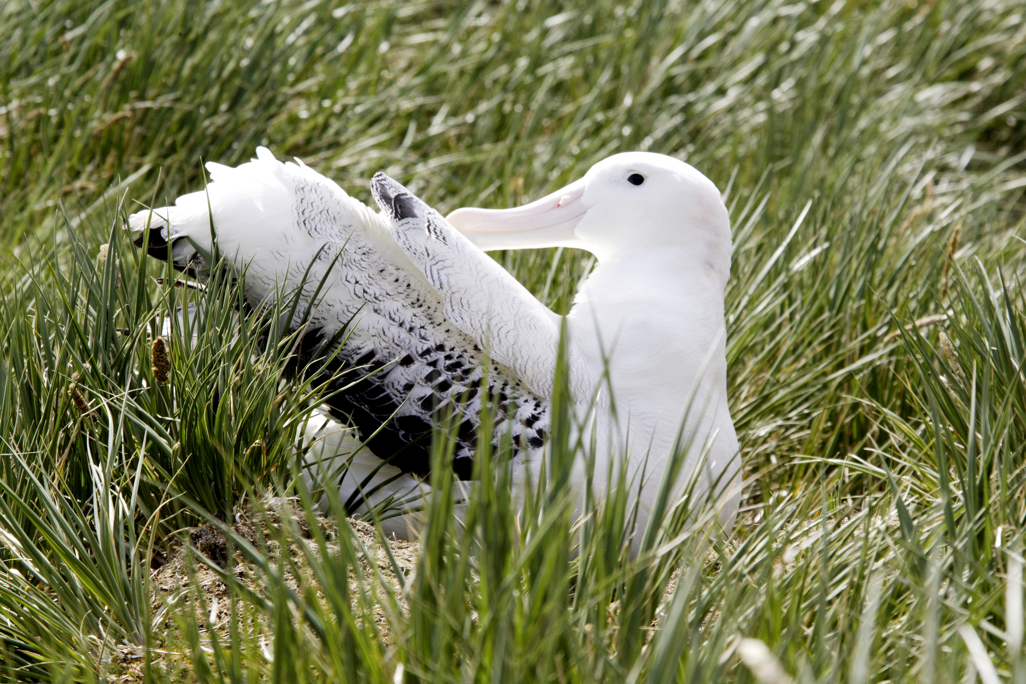 Albatros op nest