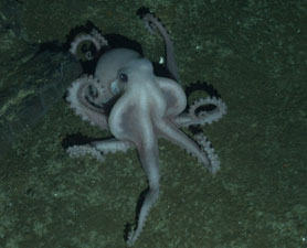 Antarctica Octopus
