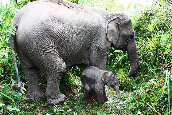Aziatische olifant met jong