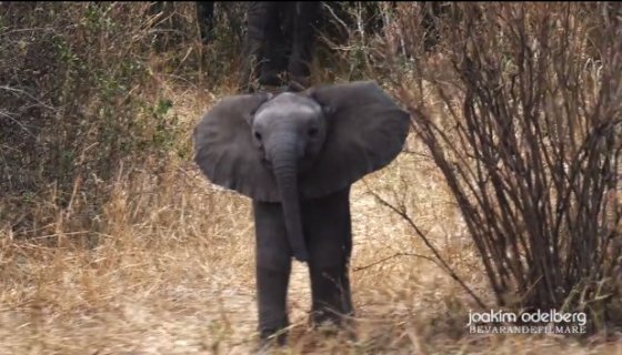 De babyolifant probeert de fotograaf af te schrikken met z'n schattige flapoortjes. | Foto: video still Joakim Odelberg