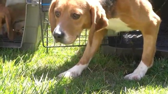 beagle rescue project