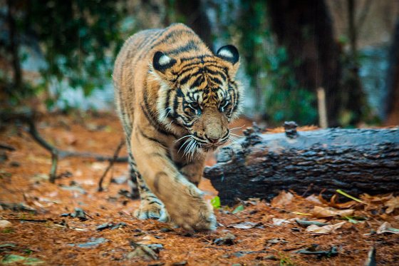 Bengaalse tijger - Nepal