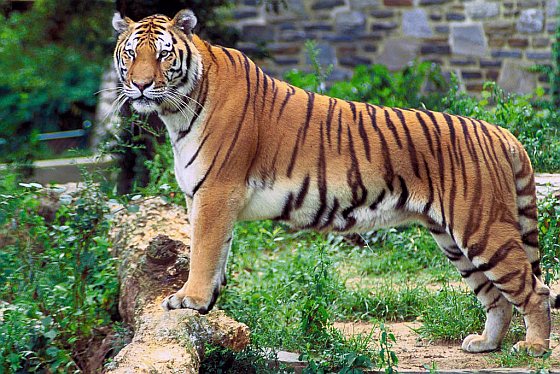 Bengaalse tijger bedreigde diersoorten