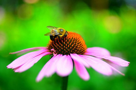 Bij op bloem - bijengif