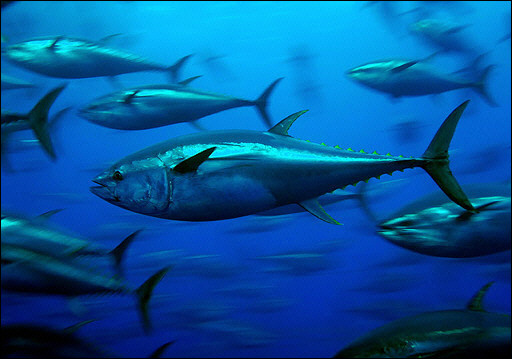tonijnslacht