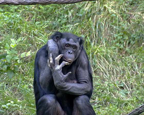 Bonobo - De meeste dieren zoenen niet