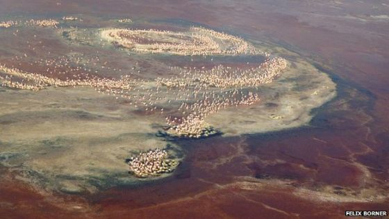 Broedplaats Lesser flamingo's Natronmeer