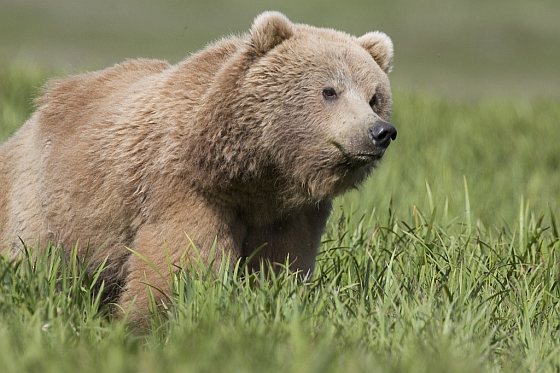 Bruine beer - beren doodgeschoten