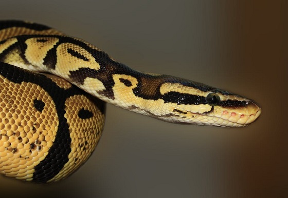PC Hooftstraat python