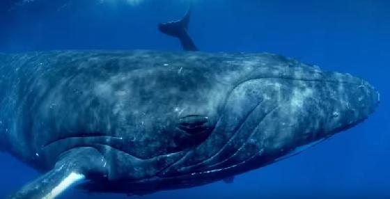 Giant Whales