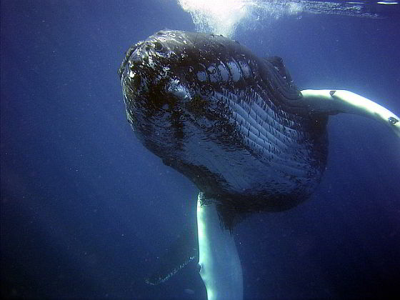 Bultrug - walvissen New York