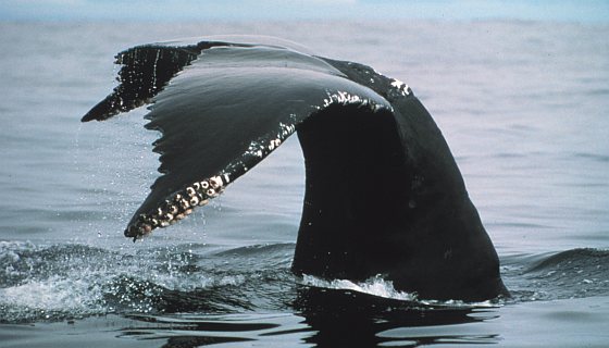 Noorwegen doodt de meeste walvissen