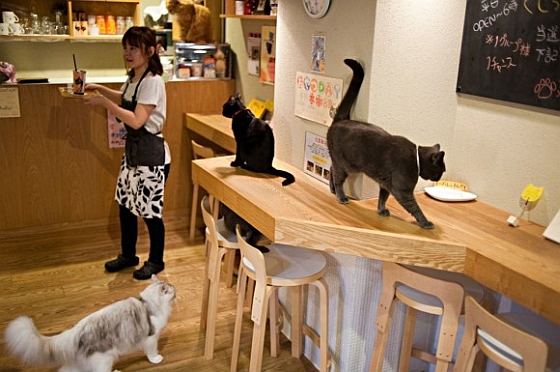 Het kattencafé: koffiedrinken tussen twintig katten