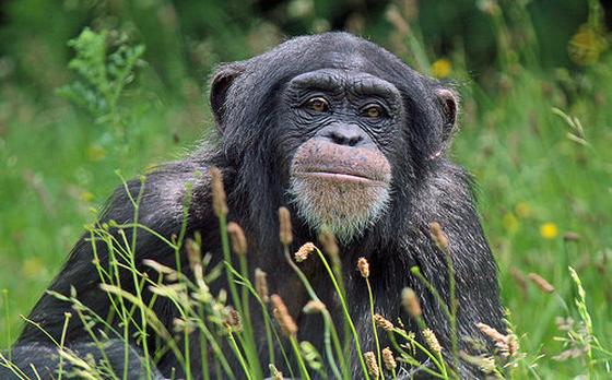 chimpansee mensenrechten