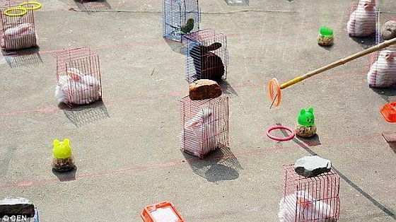 China - levende dieren als spel