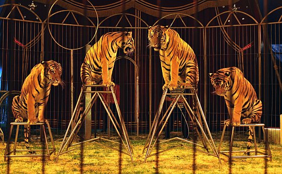 geur reactie Stijg Vanaf najaar 2015 geen wilde dieren meer in het circus - Animals Today