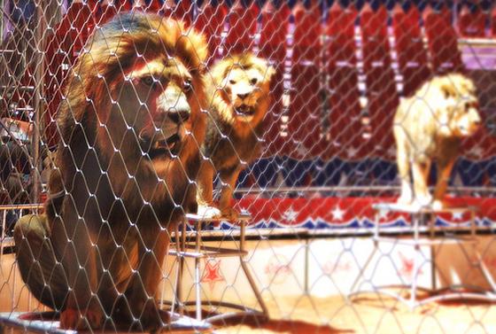 Catalonië verbiedt circussen met wilde dieren