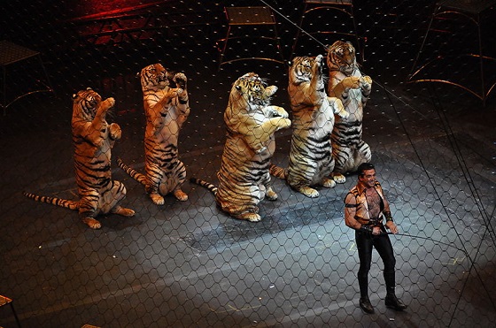 Vel toediening rand GNvdD: New York wil verbod optredens met exotische dieren - Animals Today