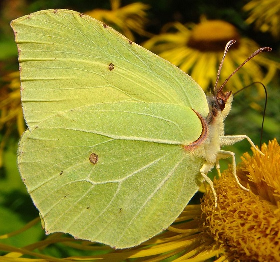 Citroenvlinder - vlinders
