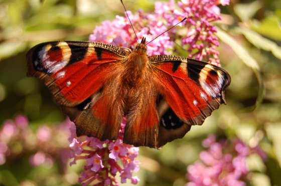 Aantal vlinders in Nederland