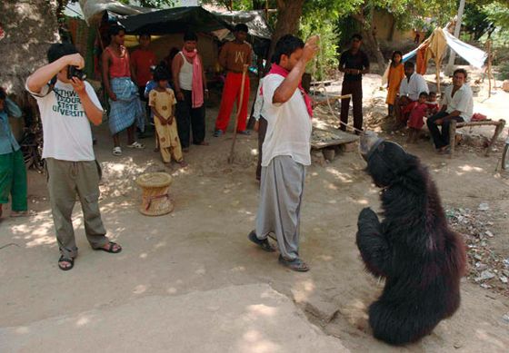 Dansende beer in India