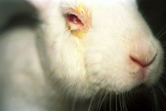 Hawaï gaat dierproeven voor cosmetica verbieden