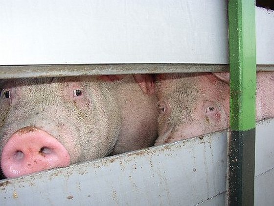 Diertransport varkenstransport