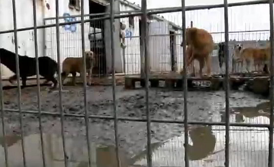 Dog Tales asiel Israël