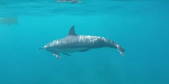dolfijn show snorkelaars