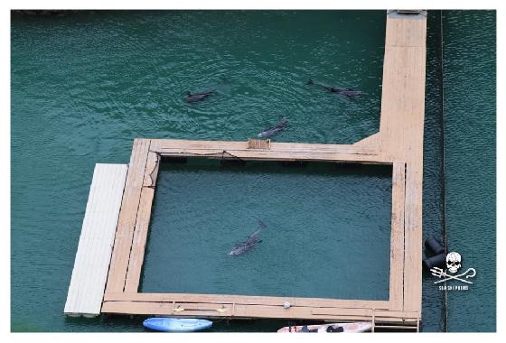 dolfijnenjacht in Taiji