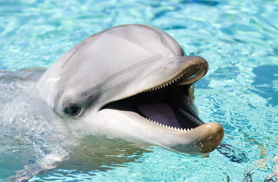 Dolfijn - India