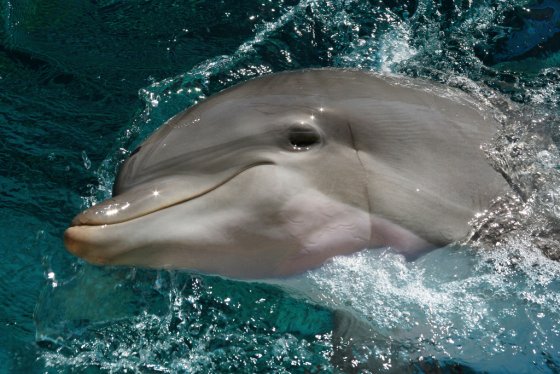 dolfijn ontsnapt