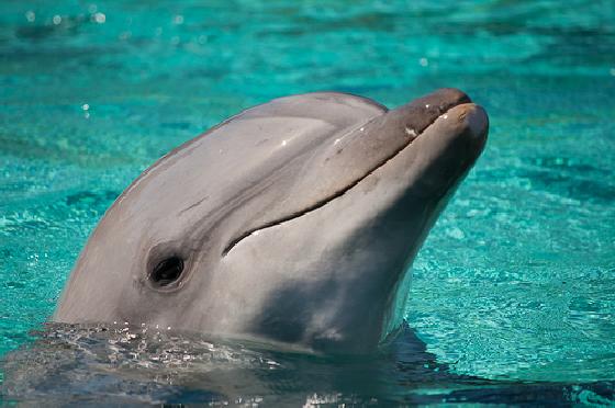 bevrijde dolfijn