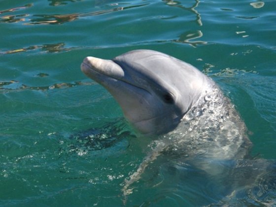 agressieve dolfijn