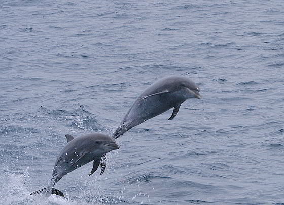 Dolfijnen in het wild