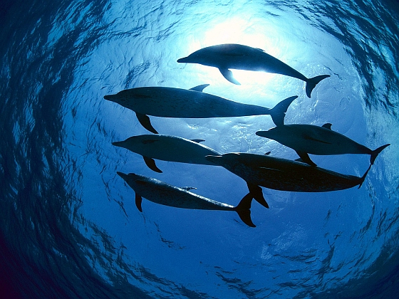 dolfijnenvlees
