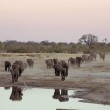 Drinkplek - 300 dode olifanten