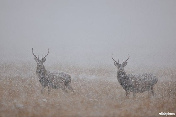 Edelherten in de sneeuw