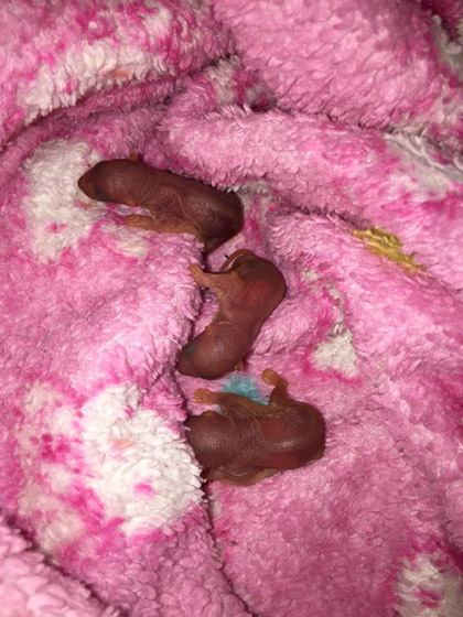 Baby eekhoorntjes |Foto: Evelyn's Wildlife Refuge Facebook