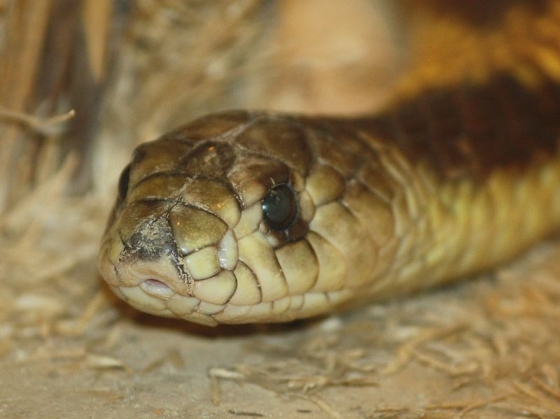 egyptische cobra