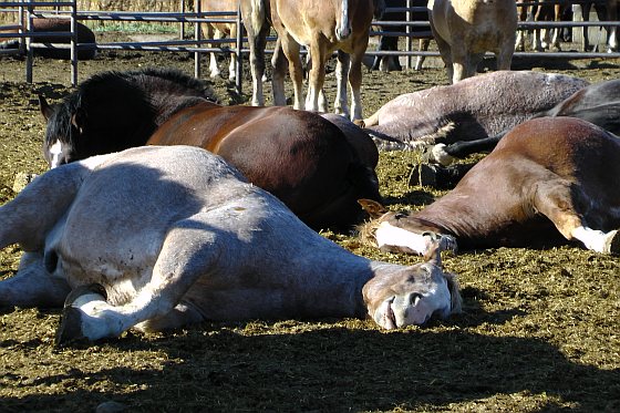Kamer Sta op Monet E-mail- en petitieactie slachtpaarden enorm succes - Animals Today